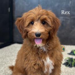 Rex - Red  male Goldendoodle puppy in Milford, Indiana from Railway Acres Kennel