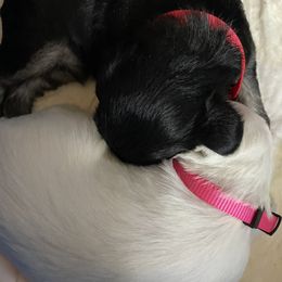 Miniature Schnauzer and Poodle Puppies from Bits & Bytes Farm