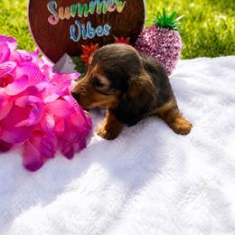 Purple collar female - Red female Dachshund puppy in Pleasant Plains, Arkansas from JGBs Silver Spur Dachshunds