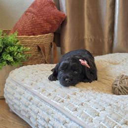 F1B Meet Hazel :) - Black and white female Cavapoo puppy in Centerville, Iowa from Barnyard Dachshunds, Dals & Doodles