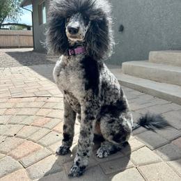 Ember - Poodle