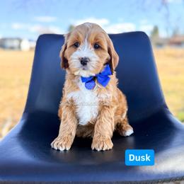 Dusk - Buff and white male Cockapoo puppy in West Haven, Utah from Split Mountain Doodles