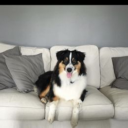 Aussiedoodle, Australian Shepherd, and Toy Australian Shepherd Puppies from Reintree