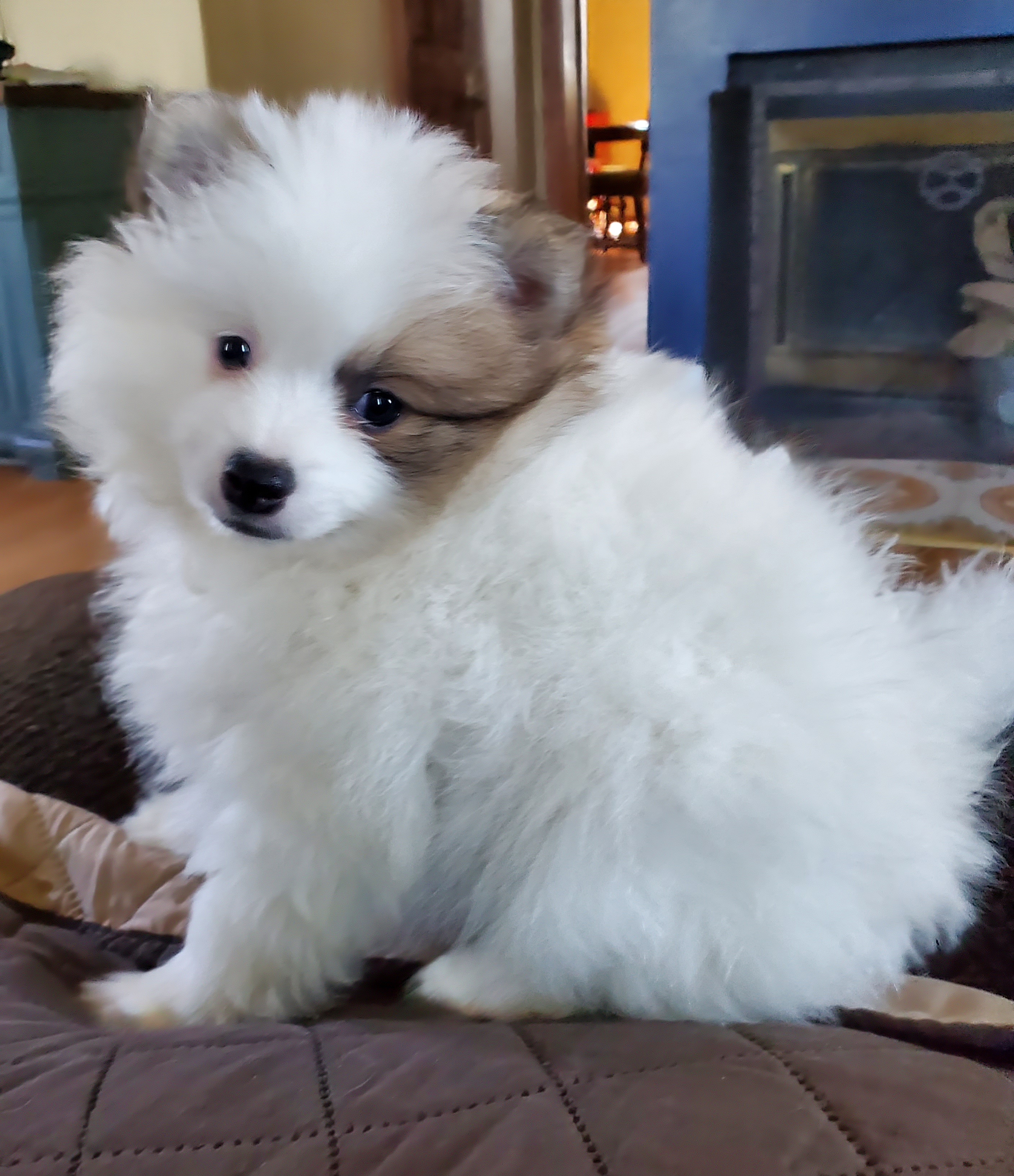 Dash - Tri-colored male Pomeranian puppy in Bellevue, Iowa from Fluffy Wonders Poms and Doodles