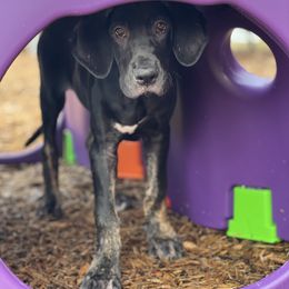 Great Dane Puppies from Sovereignty Woods Great Danes