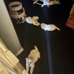 Bichon Frise Puppies from Tammy's Bichon Frise