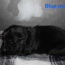Light blue - Black male German Shepherd puppy in Ann Arbor, Michigan from Von Der Havier German Shepherds