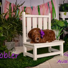 Gibbler - Red  female Goldendoodle puppy in Syracuse, Utah from 2 Bros Doodles