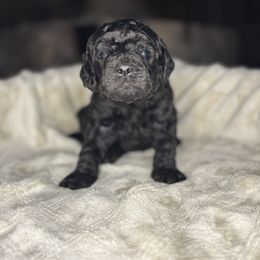 Solace - Black and white female Aussiedoodle puppy in Monroe, North Carolina from The Klepper Homestead