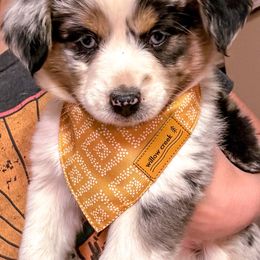 Miniature Australian Shepherd and Toy Australian Shepherd Puppies from Circle T Mini Aussies