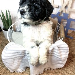 Bordoodle and Poodle Puppies from Swan Field Farms