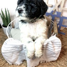 Bordoodle and Poodle Puppies from Swan Field Farms