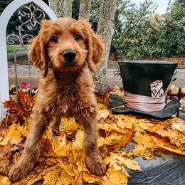 Tweedledee - Red  male Goldendoodle puppy in Everett, Washington from Big Top Doodles