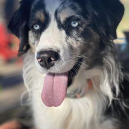 Australian Shepherds from My Tribe of Aussies