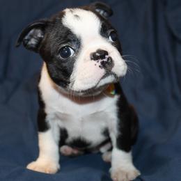 Maya Girl 5 - Black brindle and white female Boston Terrier puppy in Brooksville, Florida from I Love Pups