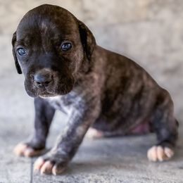 Lilac Collar - Black brindle female Cane Corso puppy in Catawba, North Carolina from Catawba Cane Corso