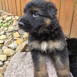 Male 3 - Black and tan male German Shepherd puppy in Leon, West Virginia from Heart2Heart Kennels