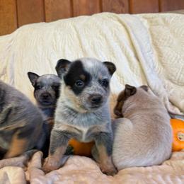 Righty - Blue speckled female Australian Cattle Dog puppy in Cottage Grove, Oregon from Heirloom Ranch
