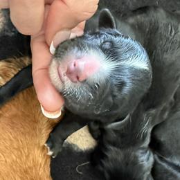 Davis - male Golden Mountain Dog puppy in Loveland, Colorado from Grateful Bernese & Gage's Goldens