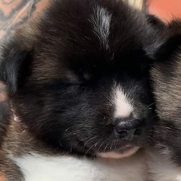 Akita Puppies from Ishikawa Akita's