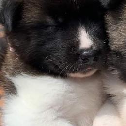 Akita Puppies from Ishikawa Akita's