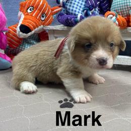 Mark - Sable male Pembroke Welsh Corgi puppy in Apison, Tennessee from Ashmore Corgis