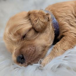 Girl 1 - Red and white female Cockapoo puppy in Salt Lake City, Utah from Utah Cocker Spaniels