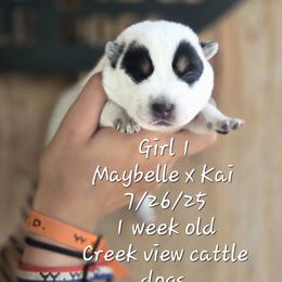 Girl 1 - Blue female Australian Cattle Dog puppy in Monroe, North Carolina from Creek View Cattle Dogs