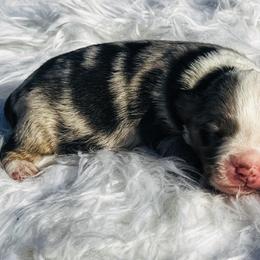 Jax - Blue merle male Miniature Australian Shepherd puppy in Louisville, Mississippi from Kristy’s Kennels