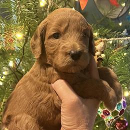Linen - Red  female Goldendoodle puppy in Placerville, California from New Dawn Poodles and Doodles