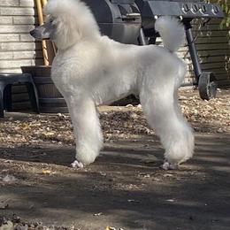 Poodle All Grown Up from Purley Poodles