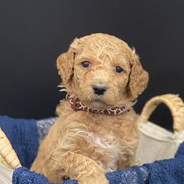 Goldendoodles and Poodles from Brugger’s Doodles and Poodles