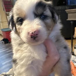 Girl 3 - Blue merle female Miniature Australian Shepherd puppy in Saco, Maine from Wags Family Aussies