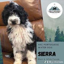 Sierra - Black and white female Portuguese Water Dog puppy in Weston, Idaho from Gro-T Kennels