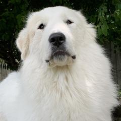 Penny  - Great Pyrenees
