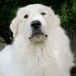 Penny  - Great Pyrenees