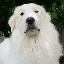 Penny  - Great Pyrenees