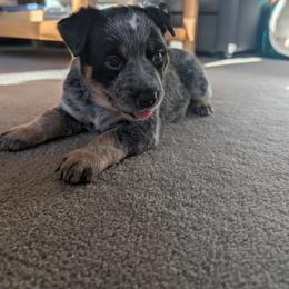 River - Blue female Australian Cattle Dog puppy in Ammon, Idaho from Piney River Cattle Dogs