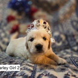 Charlie Girl 2 - Golden female Golden Retriever puppy in Niles, Michigan from Family Raised Goldens