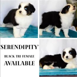 Serendipity - Black tri-color female Australian Shepherd puppy in Montpelier, Virginia from Copper Sky Aussies & Mini American Shepherds