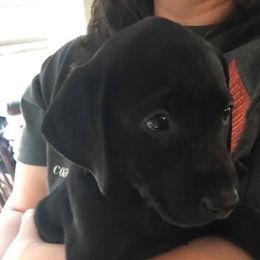 Labrador Retriever Puppies from Southern Elite Retrievers