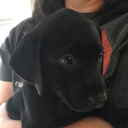 Labrador Retriever Puppies from Southern Elite Retrievers