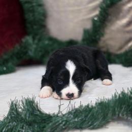 Stone - Black tri male Miniature Australian Shepherd puppy in Killen, Alabama from Wilkers Wholehearted Mini Aussies