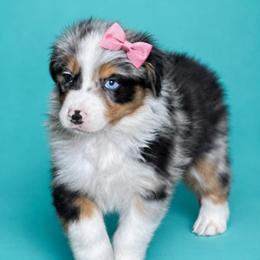 Coal - Blue merle female Australian Shepherd puppy in Marshall, Virginia from Aussie Tales Farm