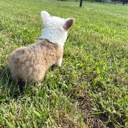 Daisy - Sable female Pembroke Welsh Corgi puppy in Decatur, Texas from Bar S Corgis