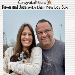 Biewer Terrier and Yorkshire Terrier Puppies from Southeast Biewers