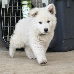 Scenic Creeks Polar Crest - White male Berger Blanc Suisse puppy in Bexar County, Texas from Scenic Creek German Shepherds and White Swiss Shepherds
