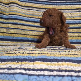 Girl 2 - female Poodle puppy in Horseshoe Bend, Missouri from Christina Miller's Poodles