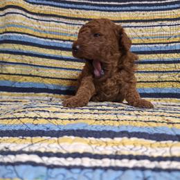 Girl 2 - female Poodle puppy in Horseshoe Bend, Missouri from Christina Miller's Poodles