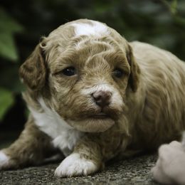 Shadrack - Apricot male Poodle puppy in Etna Green, Indiana from Perfect Match Poodles